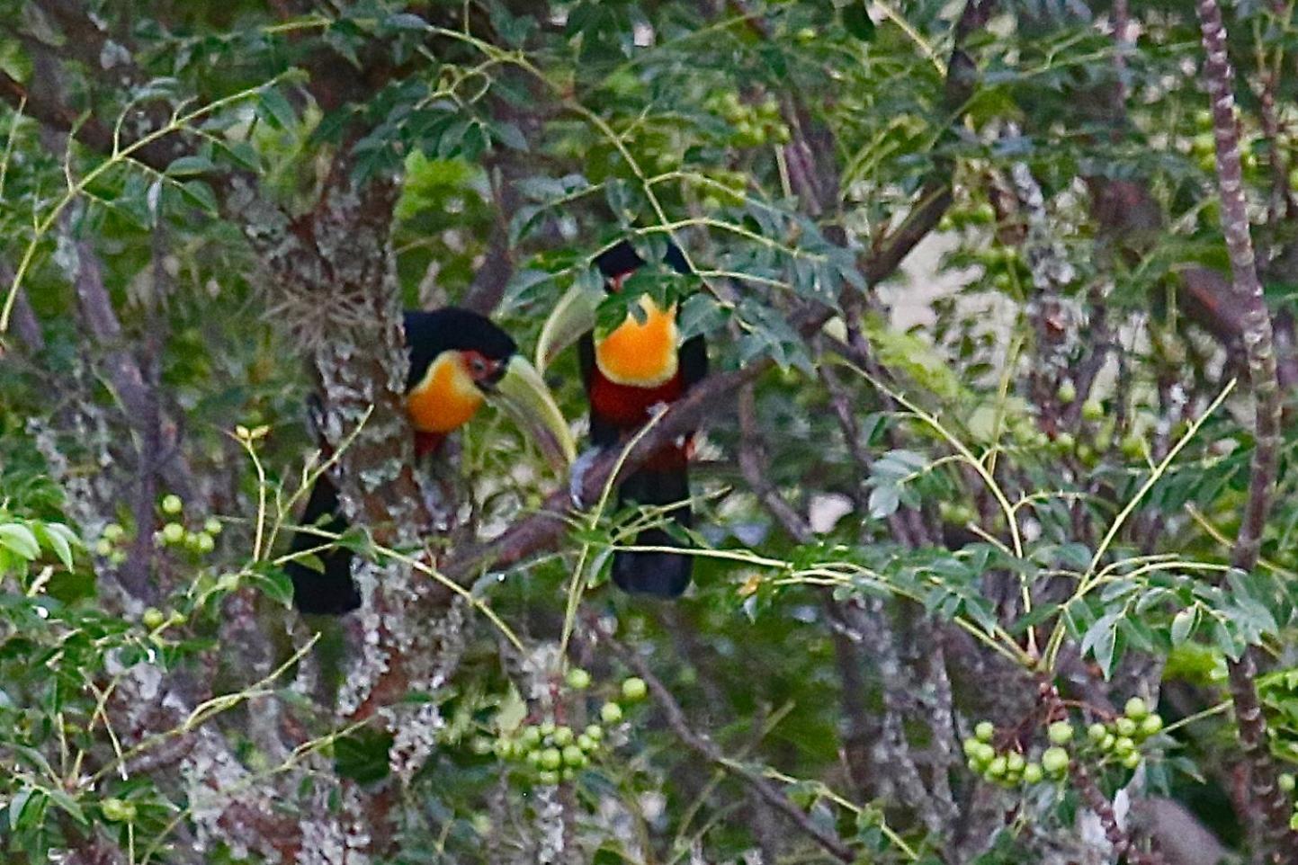 Pousada Terra Dos Passaros São Bento do Sapucaí Exteriör bild